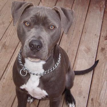 Poes Blue Stone Boogie Pit Bull.jpg